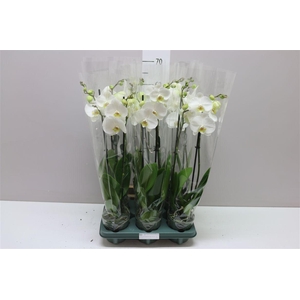 Phal Cambridge 2 Tak