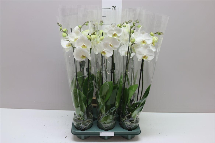 <h4>Phal Cambridge 2 Tak</h4>