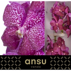 Vanda Sunanda Magenta Glitter