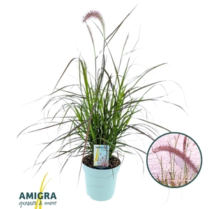 Pennisetum advena'Rubrum'