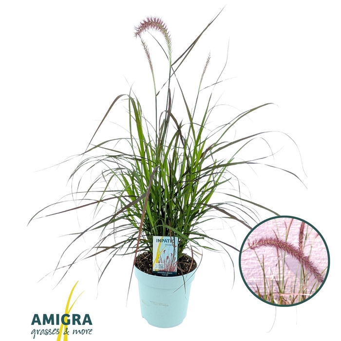 <h4>Pennisetum advena'Rubrum'</h4>