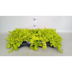 Lysimachia nummularia