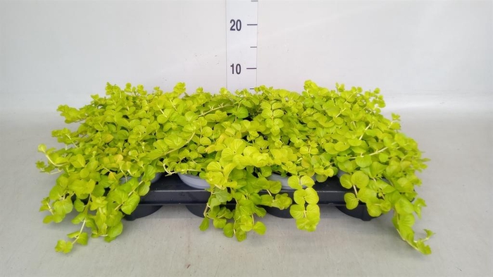 <h4>Lysimachia nummularia</h4>