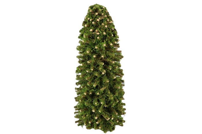 <h4>BOOM MOSSED GUMBO D22.0H50.0</h4>