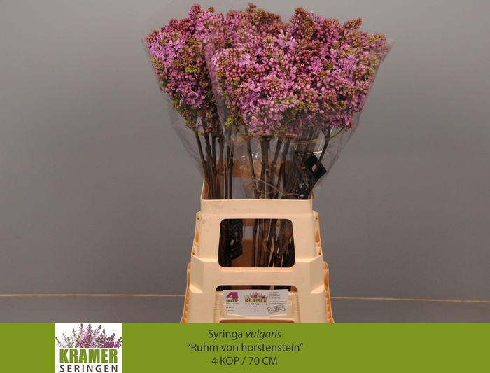 <h4>SYR V R V HORSTENST</h4>