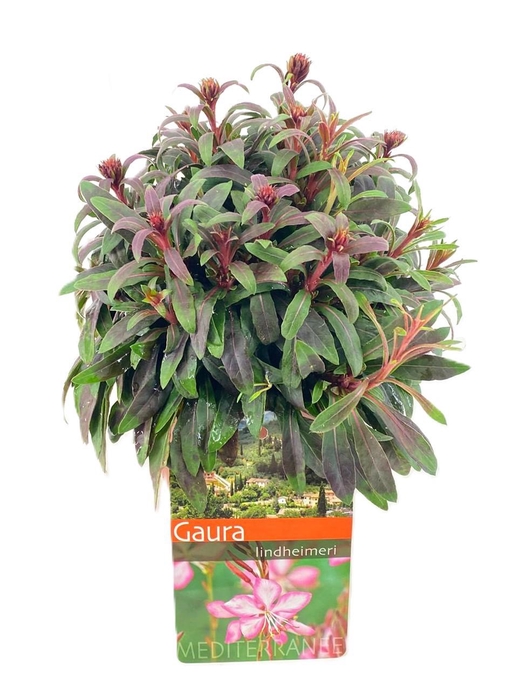 <h4>Gaura lindheimeri</h4>