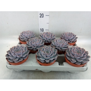 Echeveria  'Orion'