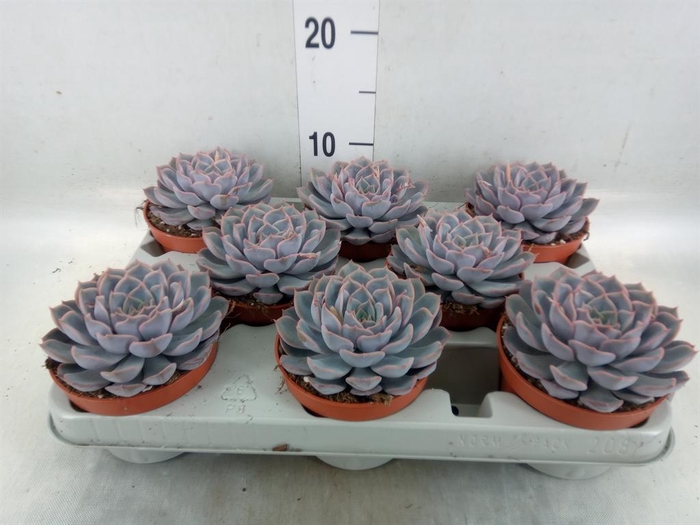 <h4>Echeveria 'Orion'</h4>