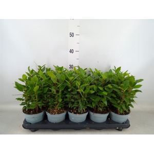 Laurus nobilis