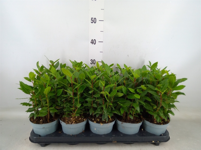 <h4>Laurus nobilis</h4>