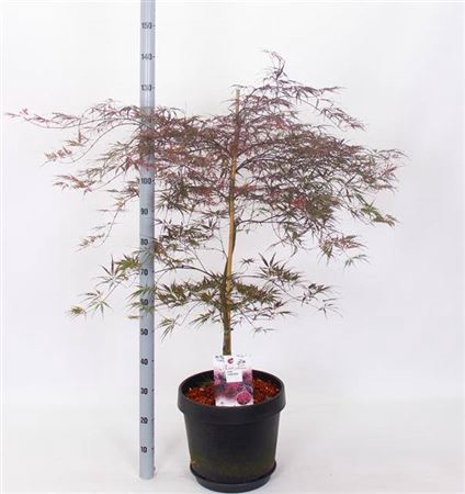 <h4>Acer Pa Firecracker</h4>