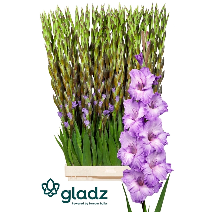 <h4>Glad Gr Milka</h4>