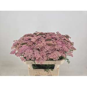 Achillea Daphne Woodstock