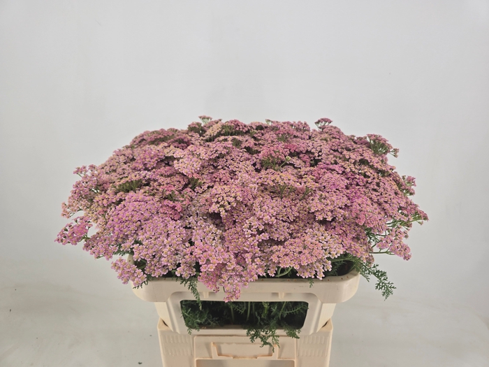 <h4>Achillea Daphne Woodstock</h4>