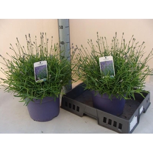 Lavandula Overig