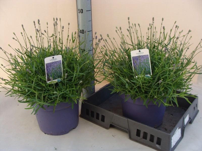 <h4>Lavandula Overig</h4>