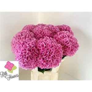 Hydr M Royal Salute 60 Cm