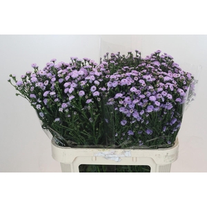 Aster Baby Blue