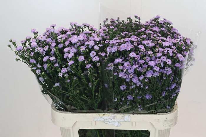 Aster Baby Blue