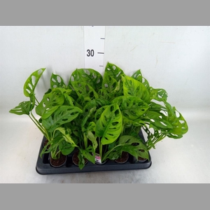 Monstera obliqua 'Monkey Mask'