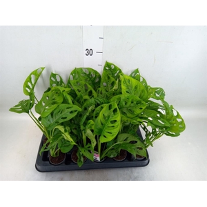 Monstera obliqua 'Monkey Mask'