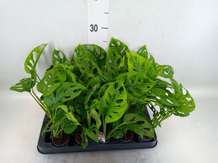 <h4>Monstera obliqua 'Monkey Mask'</h4>