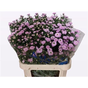 Aster Astee Pink Pearl