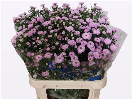 <h4>Aster Astee Pink Pearl</h4>