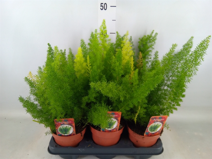 <h4>Asparagus dens. 'Meyers'</h4>