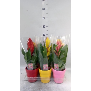 Vriesea   ...mix 6