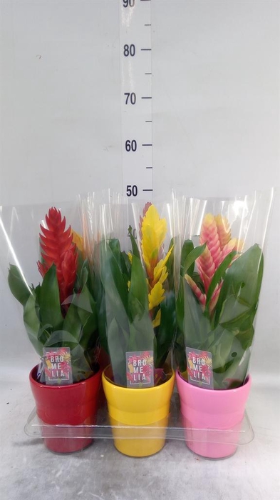 <h4>Vriesea   ...mix 6</h4>