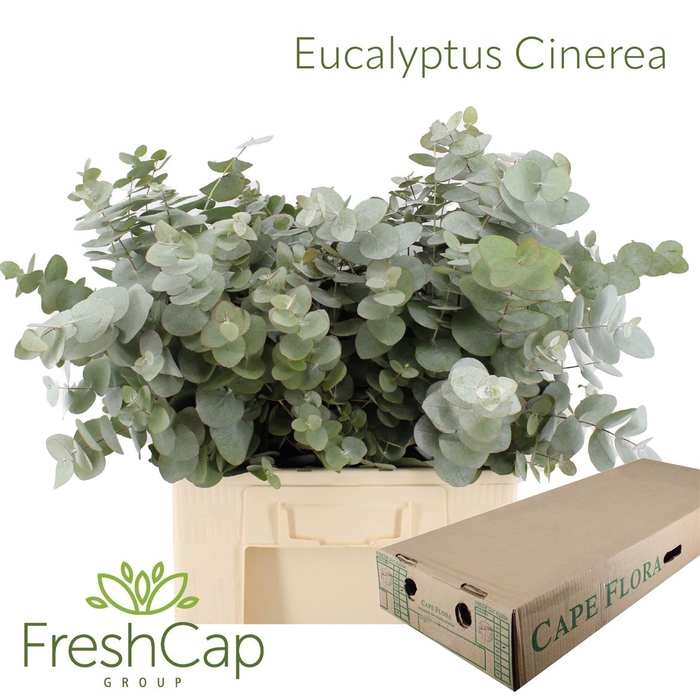 <h4>Eucalyptus Cinerea</h4>