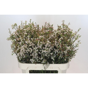 Chamelaucium Jupiter Solar