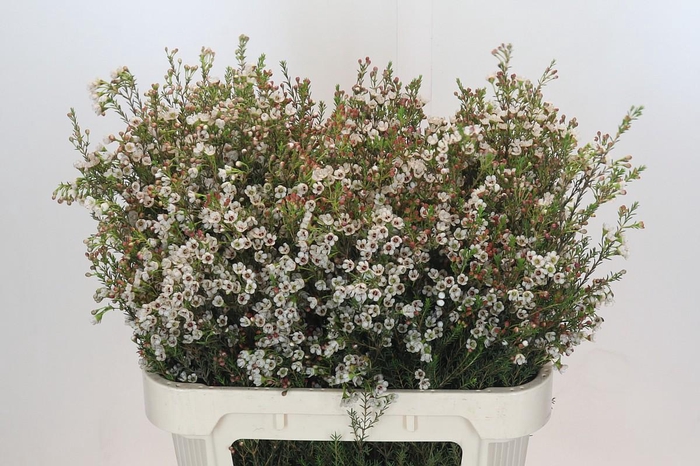 <h4>Chamelaucium Jupiter Solar</h4>