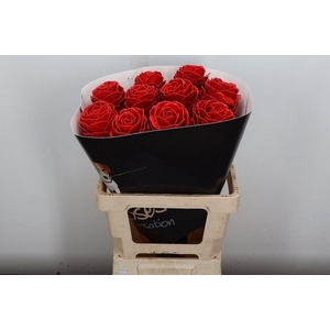 Brassica Wx (ex) Rood