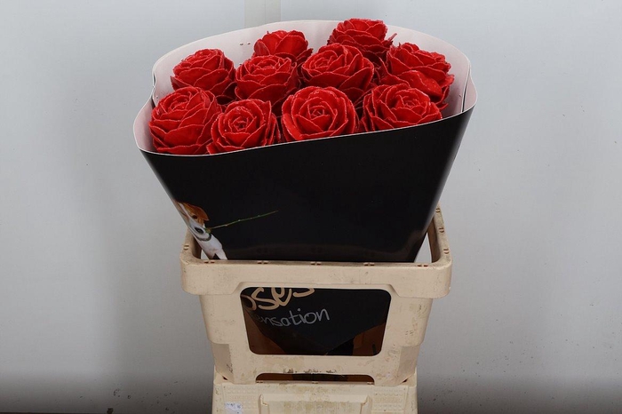 <h4>Brassica Wx (ex) Rood</h4>