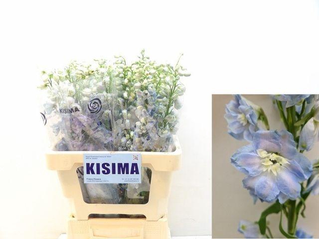 <h4>DELPH DU MAG FSKB WB</h4>