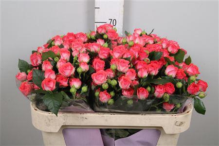 <h4>R Tr Apricio</h4>