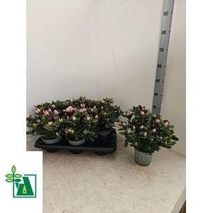 <h4>RHODO SI THESLA</h4>