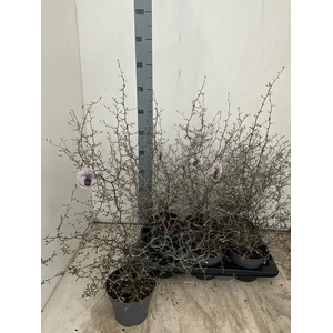 COROKIA COTONEASTER