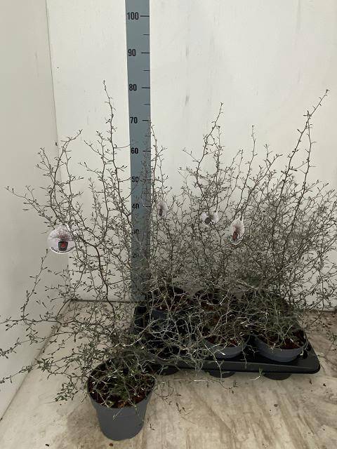 <h4>COROKIA COTONEASTER</h4>