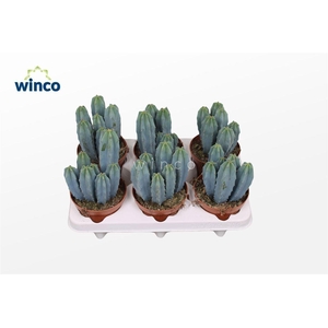 Myrtillocactus Geometrizans