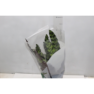 CALATHEA INSIGNIS P17