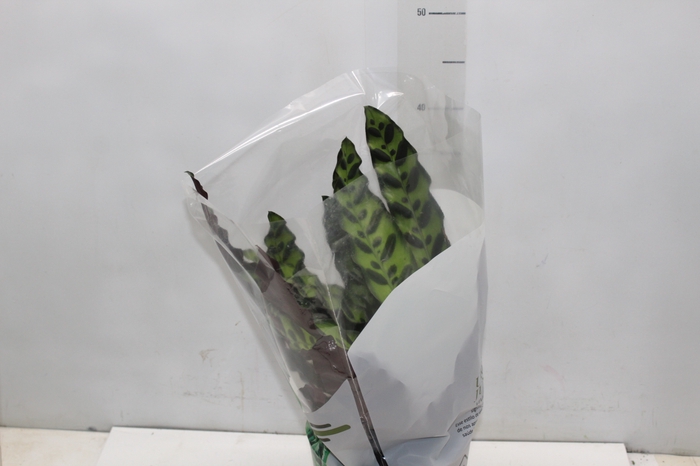<h4>CALATHEA INSIGNIS P17</h4>