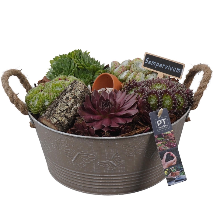 <h4>PTS7303 Arrangement Sempervivum in metalen pot</h4>