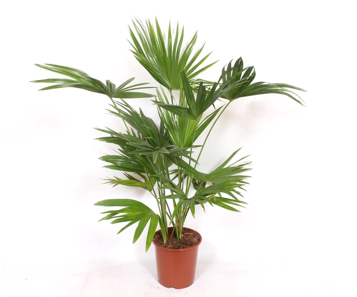 <h4>Livistona chinensis</h4>