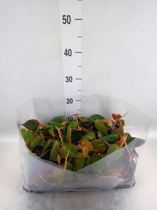 <h4>Philodendron scand.</h4>