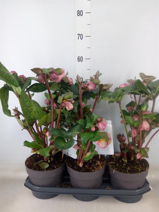 <h4>Helleborus  'Fkiss Pennys Pink'</h4>