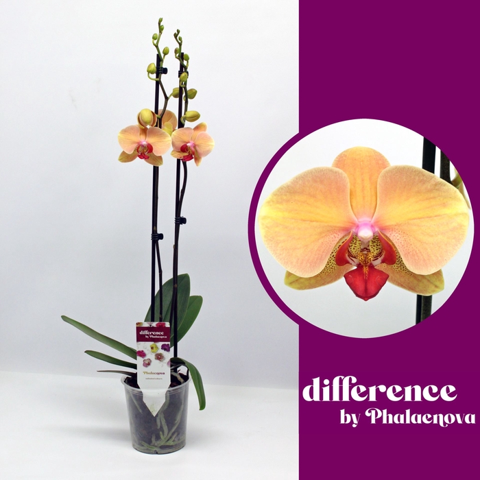 <h4>Phalaenopsis overig oranje (meerder</h4>