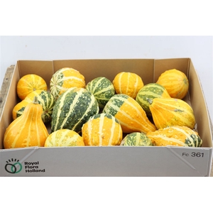 Sier Cuc P Groen Yellow Pear New!